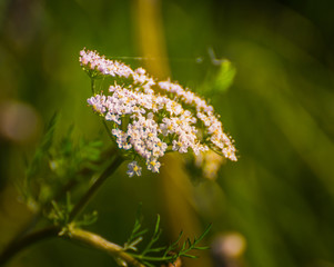 Meadow flowers