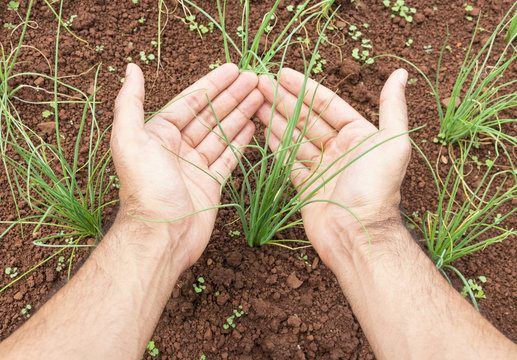 Farmer hands holding a planted  in soil