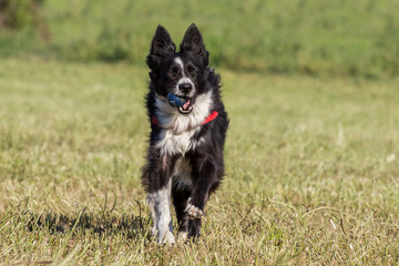 Border collie retrieving a ball on a green field, Italy