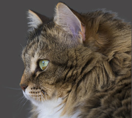 cat face profile of siberain purebred, brown and white tabby female