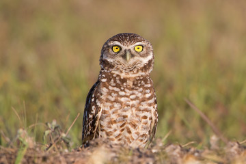 Burrowing owl watching at camera with wide open eyes (Athene cunicularia), Cape Coral, Florida