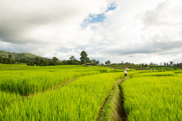 Fototapeta premium Asian woman relaxing in rice terraces on holiday