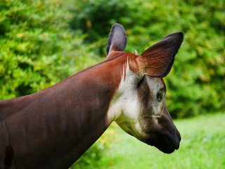 Okapi
