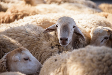 Fototapeta premium Azerbaijan goats