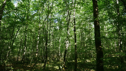 foret de la braconne brie bois