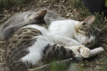 Naklejka premium homeless striped cats sleep on the ground