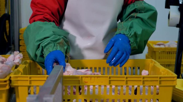 A worker packs chicken legs from a basket into individual trays. 4K.