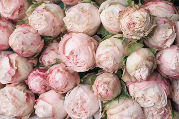 Pink shrub bush roses background. Shabby chic vintage peony roses for wedding. Horizontal. desaturated effect