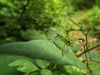 アシグロツユムシ 幼体 grasshopper