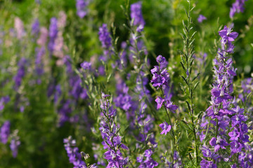 Fototapeta premium fleurs