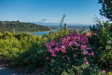 Fototapeta na wymiar Mountain And Pink Flowers