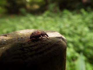 アカコブコブゾウムシ weevil