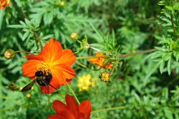 9月オレンジのコスモスとクマバチ