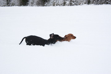 Dachshund In The Snow