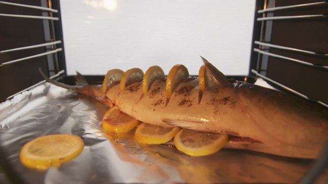Cooking whole roasted fish seriola with lemon baked in the oven timelapse. Closeup of yellowtail roasting on a baking sheet inside electric oven. Amberjack preparation under high heat