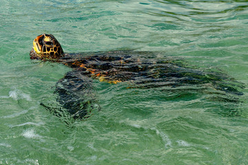 Hawaii Big Island Punaluu turtle