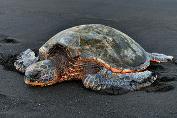 Hawaii Big Island Punaluu turtle