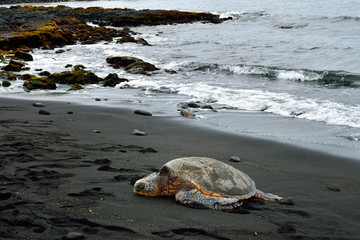 Hawaii Big Island Punaluu turtle