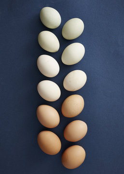 Two rows of chicken eggs in various natural colors on a navy background