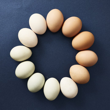 A ring of chicken eggs in various natural colors on a navy background