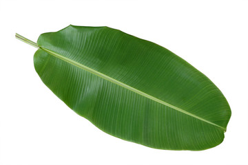 Obraz premium Green banana leaf on white background