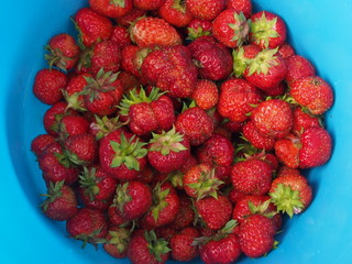 awesome delicious ripe strawberry in a bucket