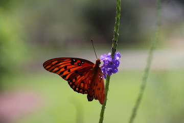 close up shot of a dark red butterly in a violet flower