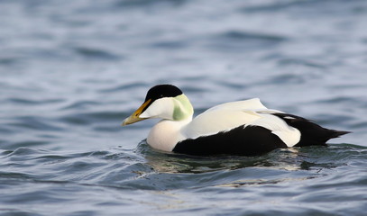 Common eider, Somateria mollissima, birds of Iceland