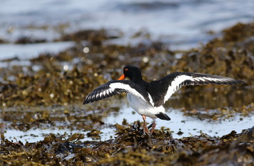 Eurasian oystercatcher, Haematopus ostralegus, birds of Iceland