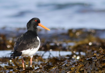 Eurasian oystercatcher, Haematopus ostralegus, birds of Iceland