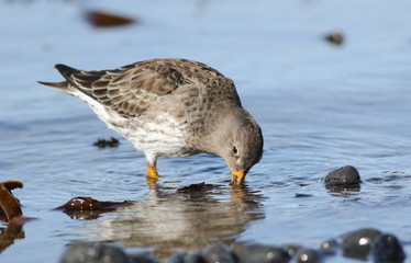 Purple sandpiper, Calidris maritima, bird of Iceland