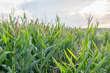 Corn