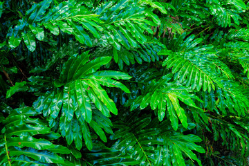 Hawaii Maui Hana coast leafs green