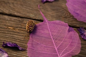 Close up of pink leaves