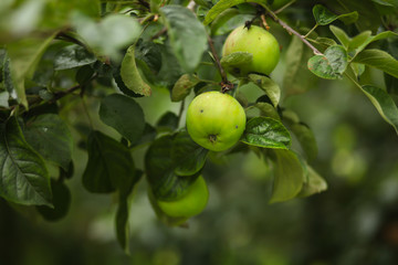 яблоки на яблоне 