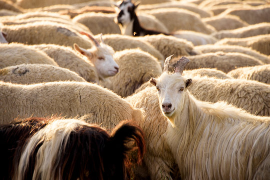 Azerbaijan goats
