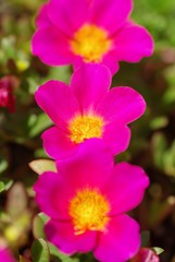 Obraz premium ポーチュラカ