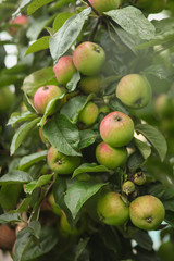 яблоки на яблоне 