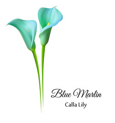 Realistic blue marlin calla lily.