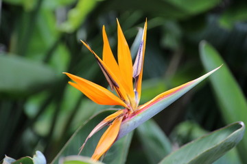 Fototapeta na wymiar beautiful macro closeup shot of an exotic orange flower