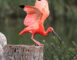 Africa sacred ibis