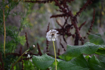 Dandelion ready to drop seeds