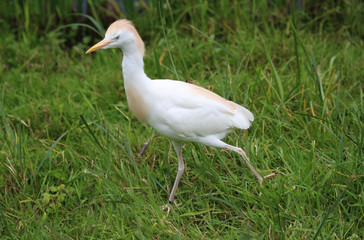 Cattle egret