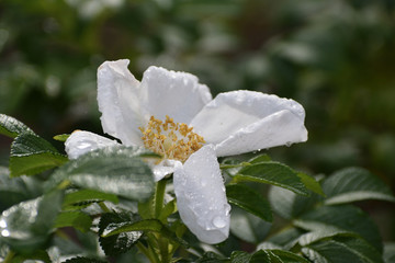 White bloom wet from rain shower 
