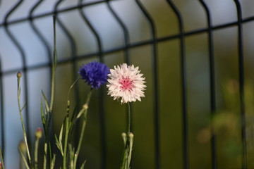 White and pink wildflower 