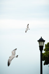 White Bird