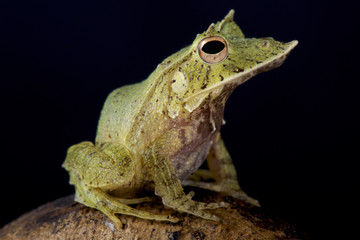 Obraz premium Solomon Island Leaf Frog, Ceratobatrachus guentheri