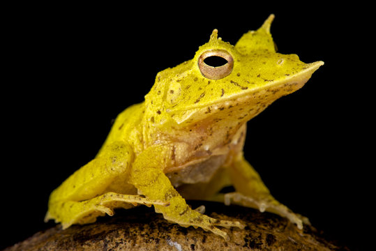 Solomon Island Leaf Frog, Ceratobatrachus Guentheri