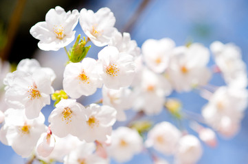 Fototapeta na wymiar closeup of Cherry blossom in Tokyo, Japan