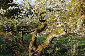 old apple tree in flower